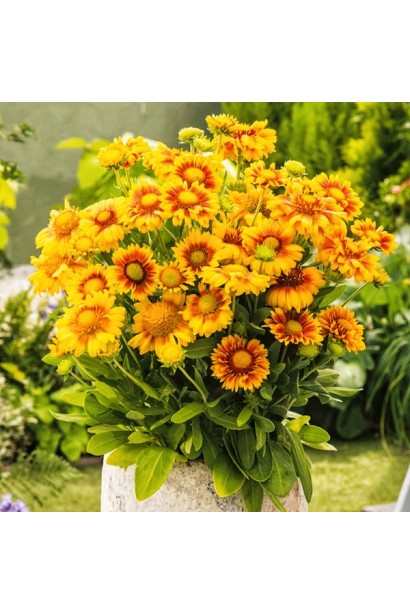 Гайлардія в букеті на сонячному балконі